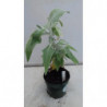 salvia canaria