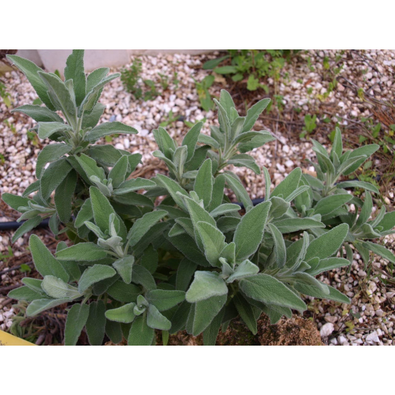 salvia candelabro