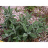 salvia candelabro