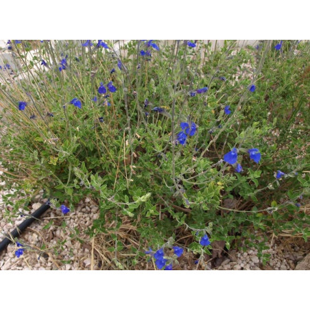 Salvia chamaedryoides