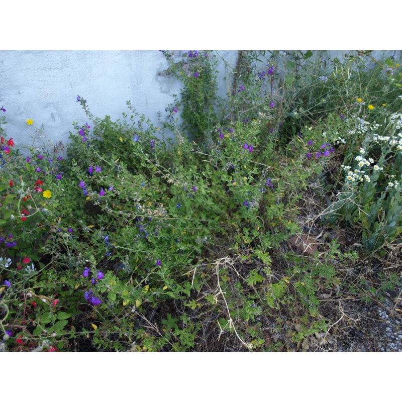 salvia christine yeo semillas