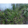 salvia christine yeo semillas