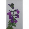 salvia christine yeo semillas