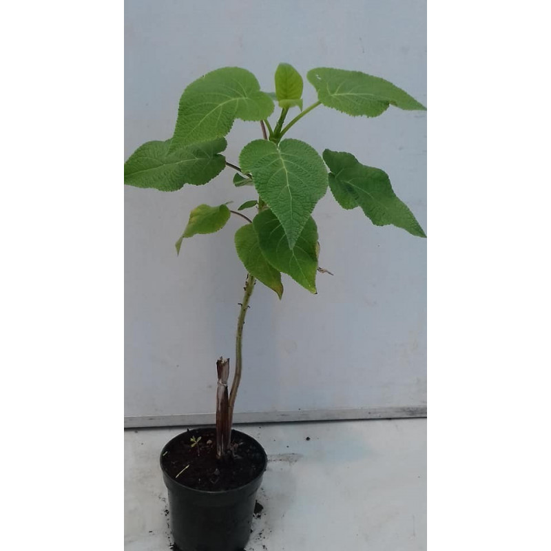 SALVIA DE FLOR AMARILLA