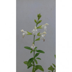 salvia de flor blanca