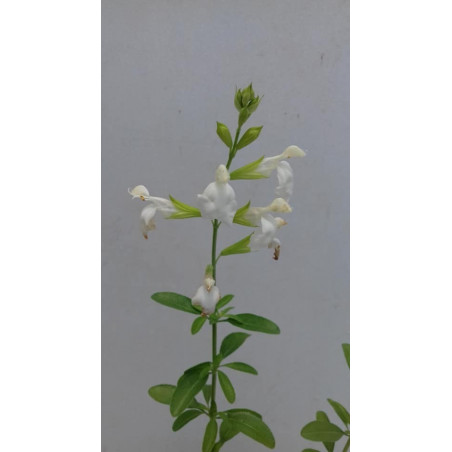 salvia de flor blanca