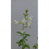 salvia de flor blanca