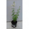 salvia de flor blanca
