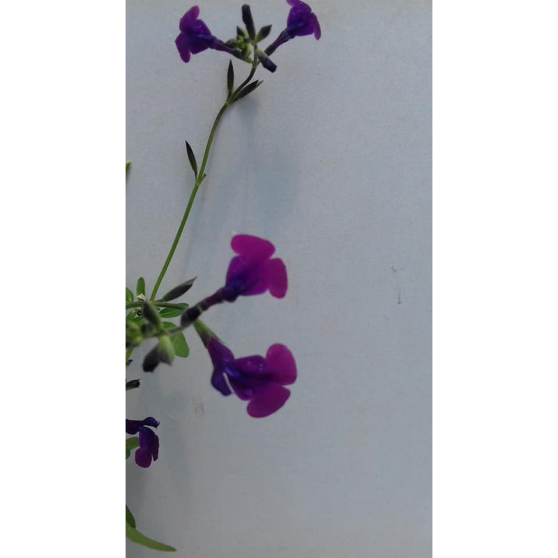 SALVIA DE FLOR MORADA