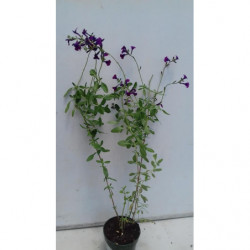 SALVIA DE FLOR MORADA