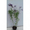 SALVIA DE FLOR MORADA