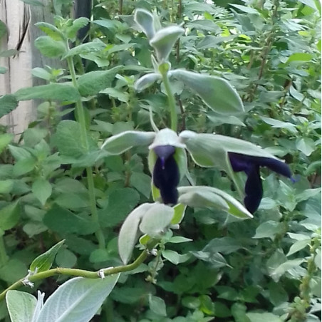 Sálvia De Flor Púrpura Oscuro