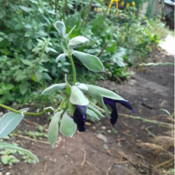 Sálvia De Flor Púrpura Oscuro