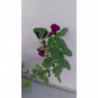 SALVIA DE FLOR ROJO BURDEOS