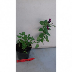 SALVIA DE FLOR ROJO BURDEOS