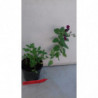 SALVIA DE FLOR ROJO BURDEOS