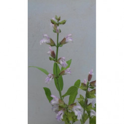 SALVIA DE FLOR ROSA