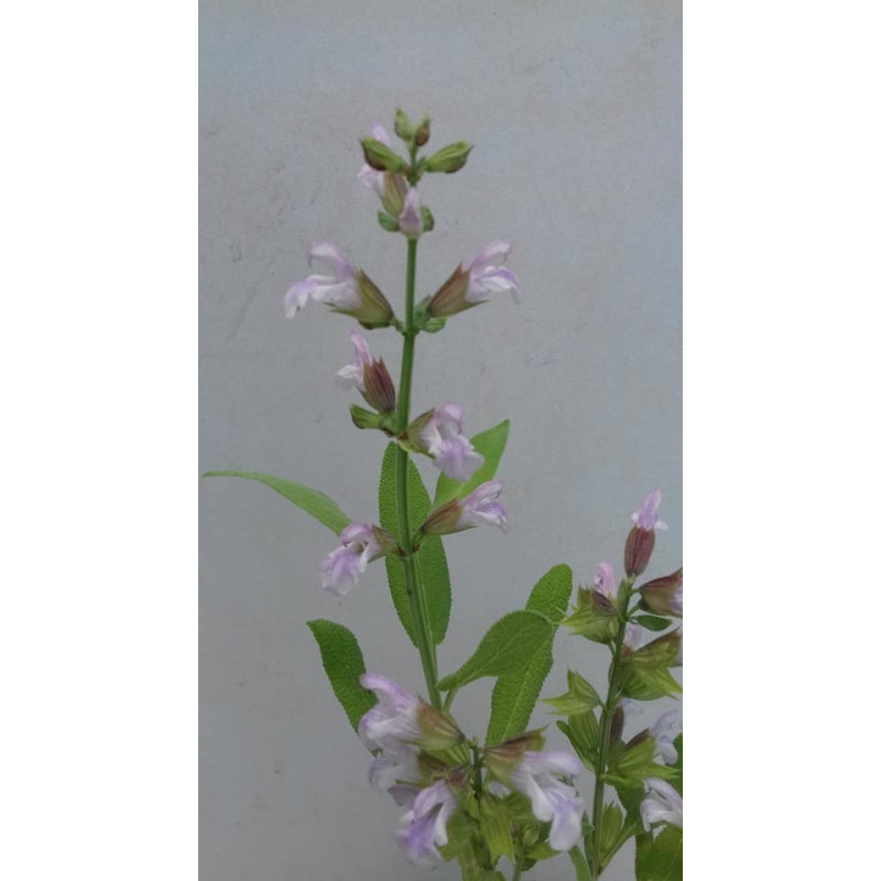 SALVIA DE FLOR ROSA