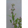 SALVIA DE FLOR ROSA