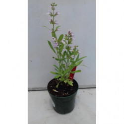 SALVIA DE FLOR ROSA