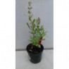 SALVIA DE FLOR ROSA