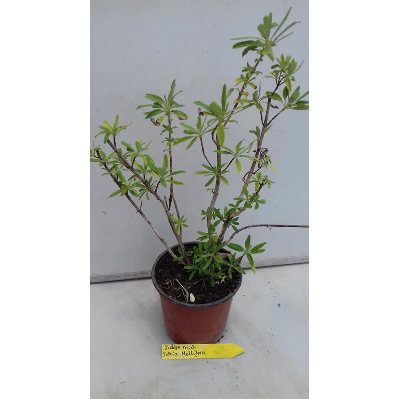 SALVIA DE LA MIEL