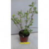 SALVIA DE LA MIEL