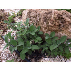 salvia berggaten