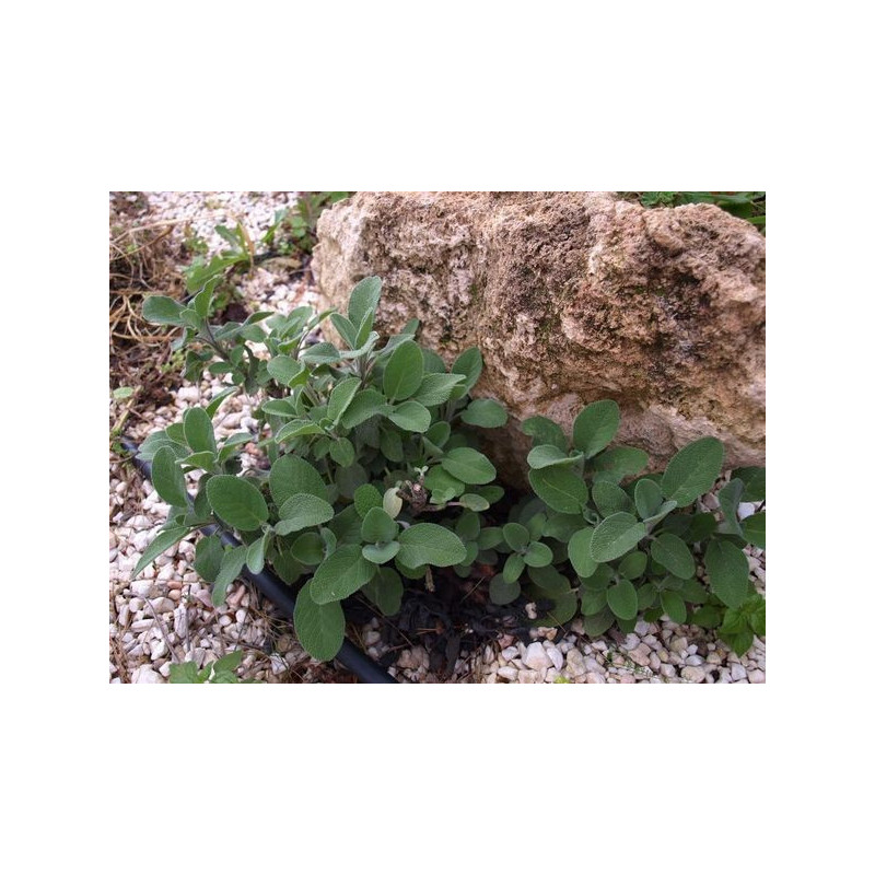 salvia berggaten