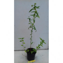 SALVIA DEL CABALLO