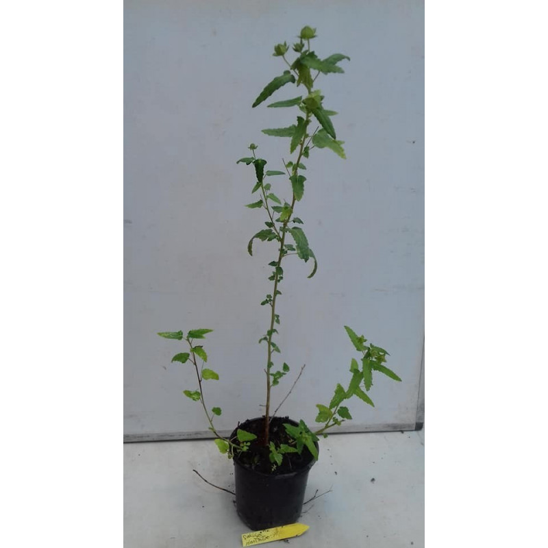 SALVIA DEL CABALLO