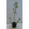 SALVIA DEL CABALLO