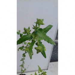 SALVIA DEL CABALLO