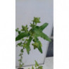 SALVIA DEL CABALLO