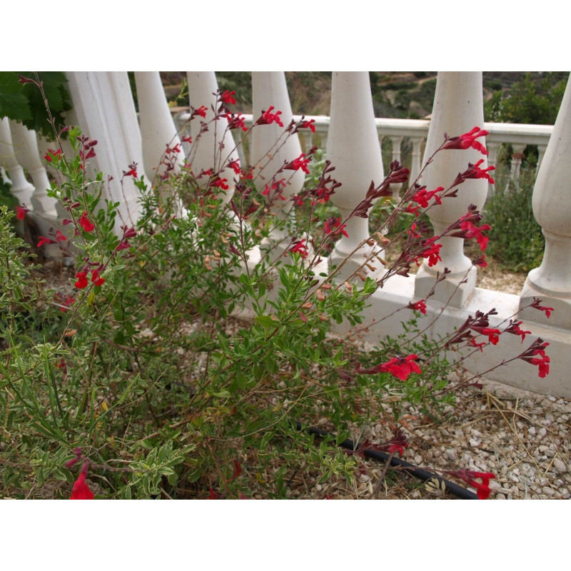 salvia desert blaze