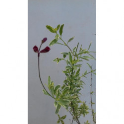 salvia desert blaze