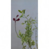 salvia desert blaze