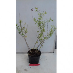 salvia desert blaze