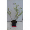 salvia desert blaze
