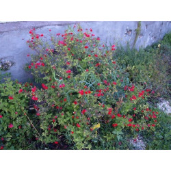 salvia le pradet