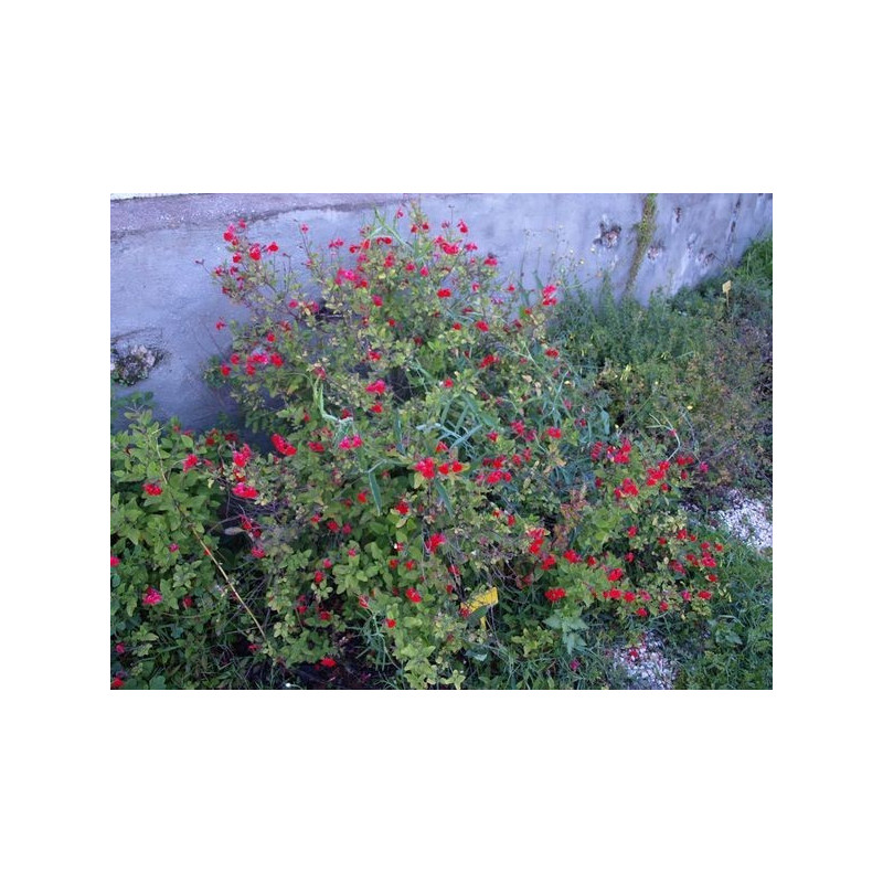 salvia le pradet