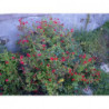 salvia le pradet