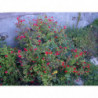 salvia del prado semillas