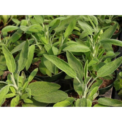salvia espanola