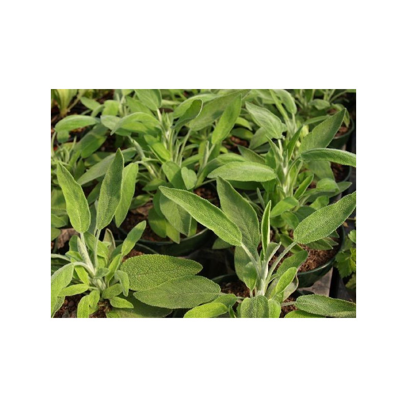 salvia espanola