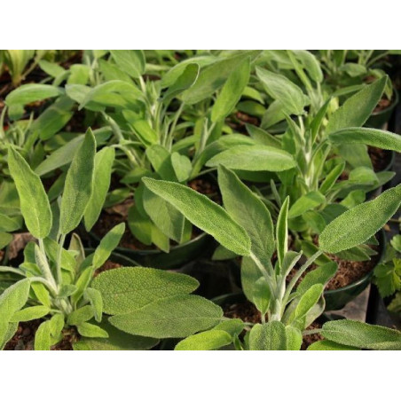 salvia espanola