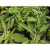 salvia espanola