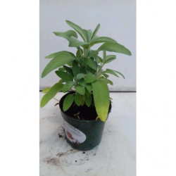 salvia espanola