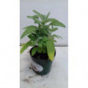 salvia espanola