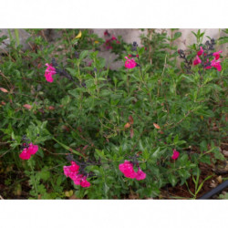 salvia fucsia